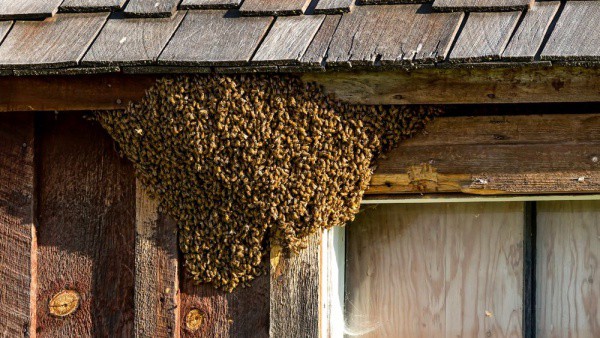 Informations essaims d'abeilles - Leignes sur Fontaine